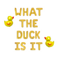 What The Duck Is It Letter Balloon Kit